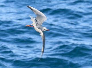 Une mouette rieuse en plein vol