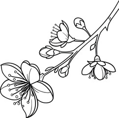 Elegant Cherry Blossom Line Art Branch in Bloom Minimalist Floral Illustration for Coloring and Design