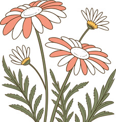 vector illustration of a camomile