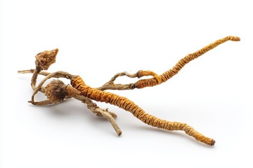dried cordyceps militaris mushroom isolated