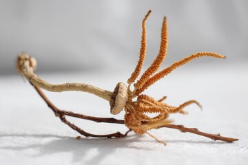 dried cordyceps militaris mushroom isolated