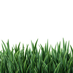 Obraz premium Vibrant green grass blades grow upwards against a deep dark expanse creating a natural outdoor scene isolated on transparent background