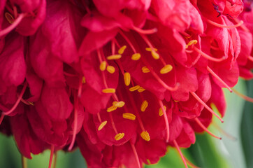 Macro close-up of a vibrant red cluster flower. Focus on the velvety petals and contrasting golden yellow pollen/stamens against a soft green background.