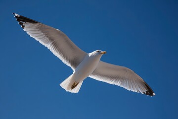 Obraz premium A seagull soars against a cloudless blue sky its wings outstretched
