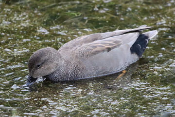 Gadwall duck on the surface of a pond