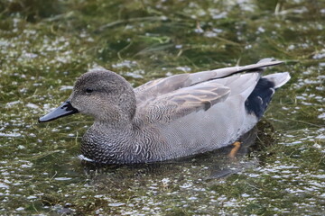 Gadwall duck on the surface of a pond