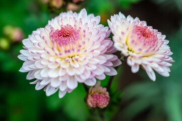 Close-up view of two delicate white chrysanthemum flowers with pink centers