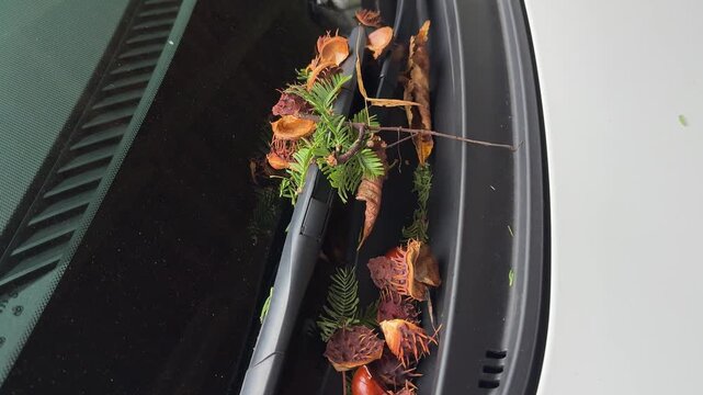 windowshield wipers in autumn filled with beechnuts and chestnuts