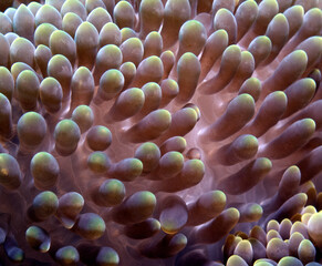 A close up view a Sea anemone Boracay Island Philippines