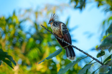 Fototapeta premium The hoatzin (Opisthocomus hoazin) Hoatzin sits on a tree branch and looks at another bird. , reptile or skunk bird, stinkbird or Canje pheasant) lives in swamps, forests and mangroves .