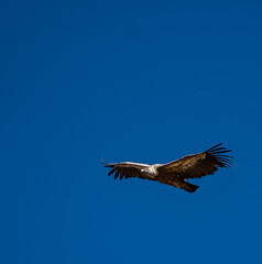 Vulture in flight