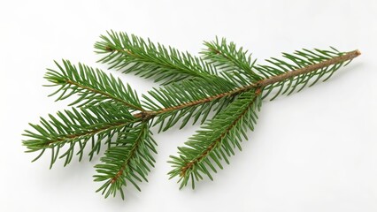 Green evergreen sprig with needles isolated on white background