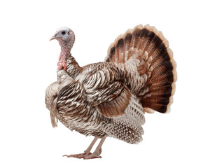 A wild turkey with its tail feathers fanned out, standing proudly on a transparent background, displaying its plumage