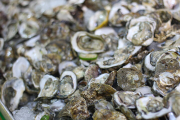 Fresh Oysters on Half Shell. Raw Seafood Market Background.