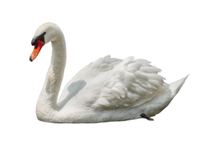 A majestic white swan with its elegant neck curved, isolated on transparent background