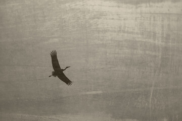 A low angle shot of a white stork bird flying in the sky.