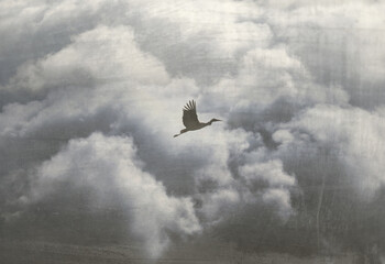 A low angle shot of a white stork bird flying in the sky.