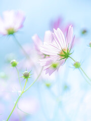 秋の公園や花壇を彩るコスモスのある風景。眩しい日差しでボケた景色。ぼんやりした花畑のイメージ。日差しに透き通った花びらと青空の爽やかなコンビネーション。