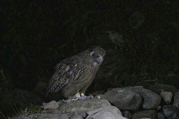 岩の上で休むシマフクロウ