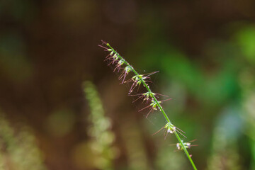 秋の森　チヂミザサのピンク色の小さな花04