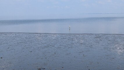Grey heron standing in the water in Delfzijl, Netherlands