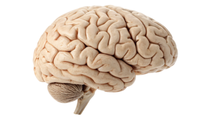 An isolated 3D human brain illustration on a white background for medical science and neurology