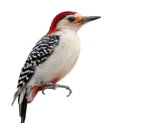 Redbellied woodpecker perched on a branch, detailed photograph, isolated on transparent background