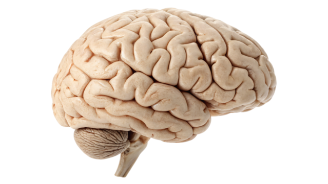 An isolated 3D human brain illustration on a white background for medical science and neurology