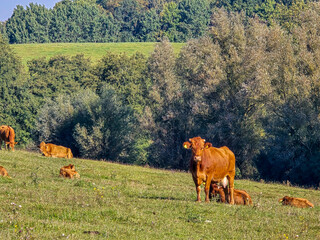 group of brown cows rests and grazes on a sunlit grassy hillside bordered by lush trees under a...