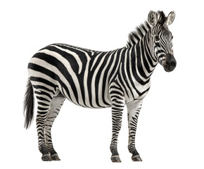 A standing zebra with black and white stripes, isolated on transparent background