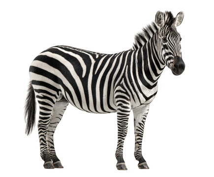 A standing zebra with black and white stripes, isolated on transparent background