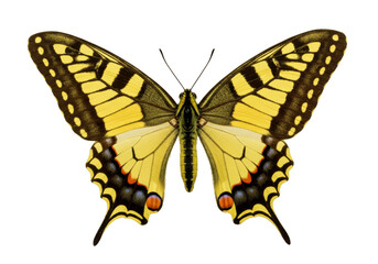 Fototapeta premium Isolated swallowtail butterfly with yellow and black pattern showing spread wings overhead