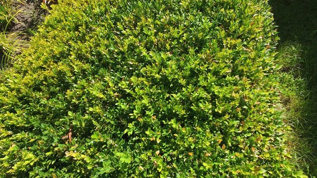 Hedge made of evergreen boxwood (Buxus sempervirens) bushes.