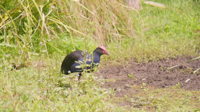A Pukeko standing in a wetland with wind in New Zealand