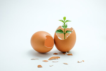 A green plant growing from a broken egg shell with another whole egg beside it, symbolizing growth, life, and sustainability on a white background