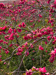 Frühlingshafte Straßenszene auf der Jeju-Insel. In weiteren Bildern blühen kräftige Kamelien in sattem Rosa – eine friedliche Momentaufnahme im urbanen Grün. Jeju, Südkorea.