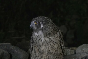 見つめるシマフクロウ