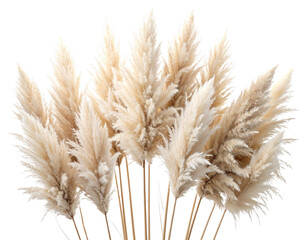Decorative Pampas Grass Arrangement Fan