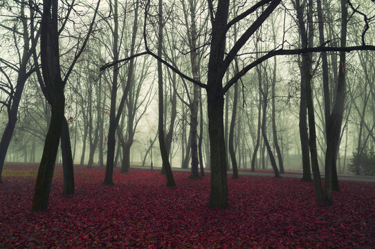 Halloween background. Dark mysterious autumn landscape with park alley in foggy weather, bare autumn trees and dry fallen red autumn leaves on the ground