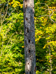 Abgestorbener Baum im Wald