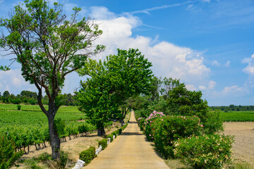 Farm in Herault (France)
