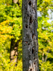 Abgestorbener Baum im Wald