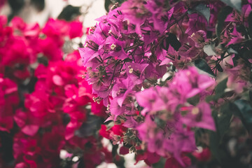pink flowers in the garden