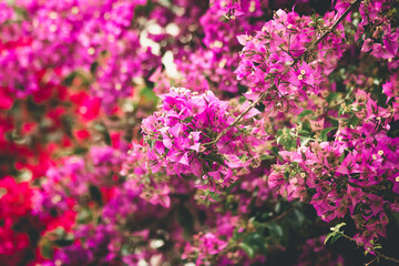 Obraz premium pink flowers in the garden