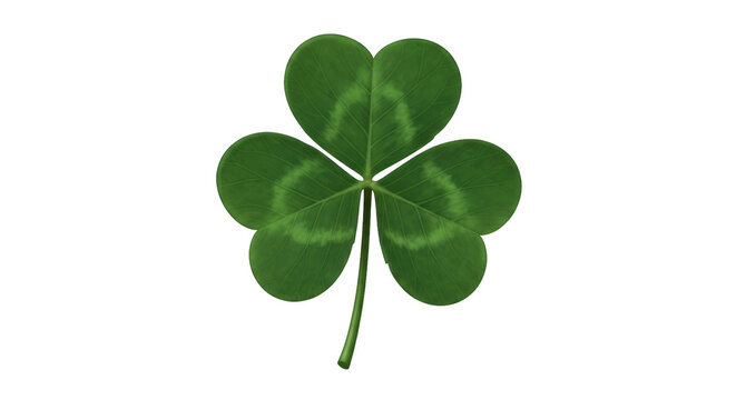Isolated shamrock clover leaf, lucky symbol, nature greenery, happy Saint Patricks Day decor