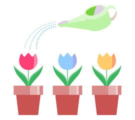 Illustration of three tulip pots being watered with a watering can, in color. Useful for gardening, education, flower bed guides, and seasonal illustrations.