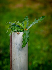 Wiederaufforstung im herbstlichen Mischwald