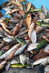 Poissons sur les étales du marché le long du Port de Marseille, Département des Bouches-du-Rhône, France