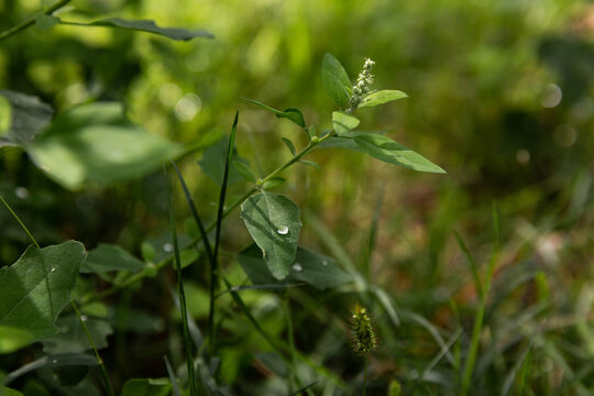 Plantes vertes sauvages avec des gouttes d'eau sur les feuilles dans une ambiance v&eacute;g&eacute;tale verte en arri&egrave;re plan