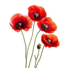 Obraz premium Vibrant Red Poppies Floral Arrangement on White Background
